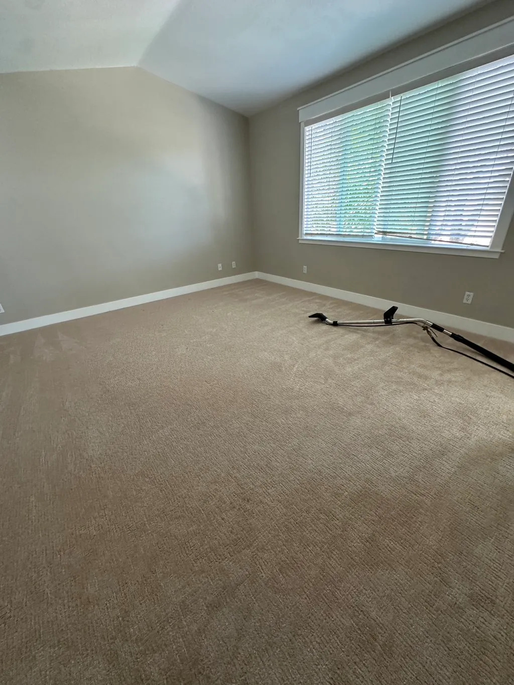 Professional carpet cleaning results