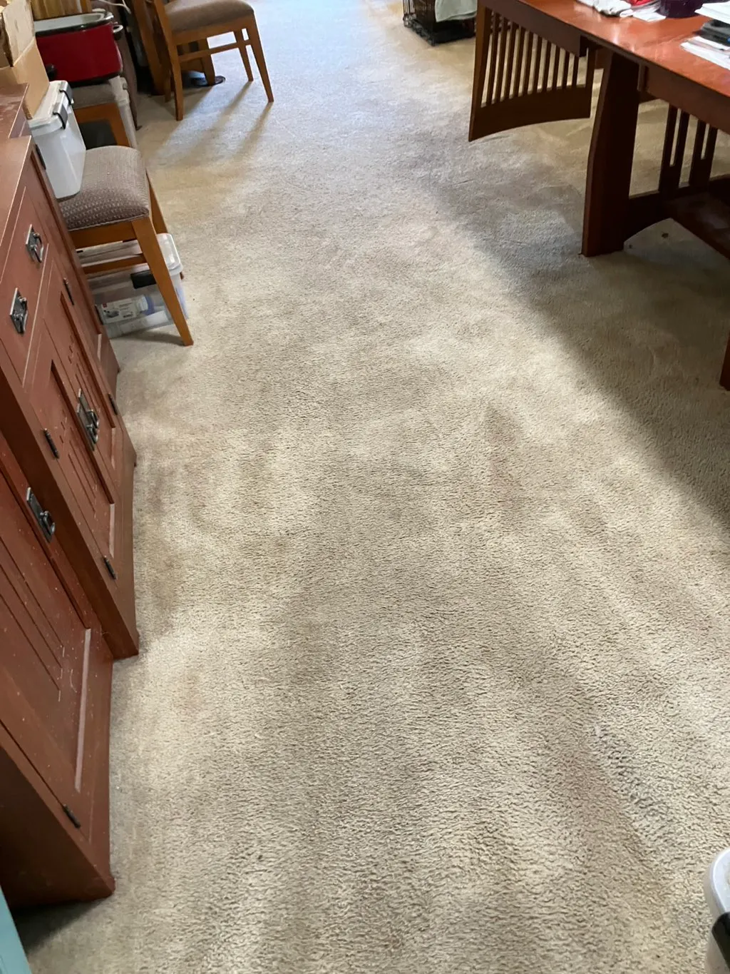 Professional carpet cleaning results