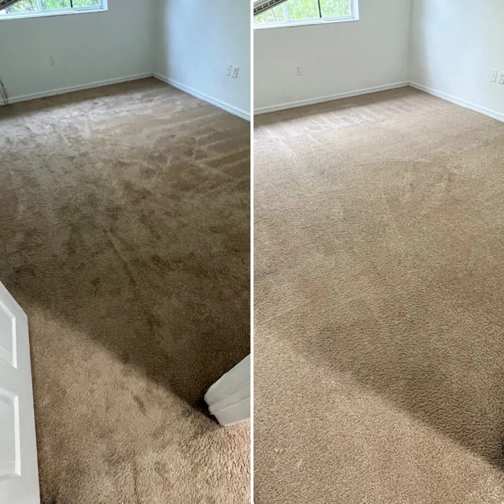 Professional carpet cleaning results