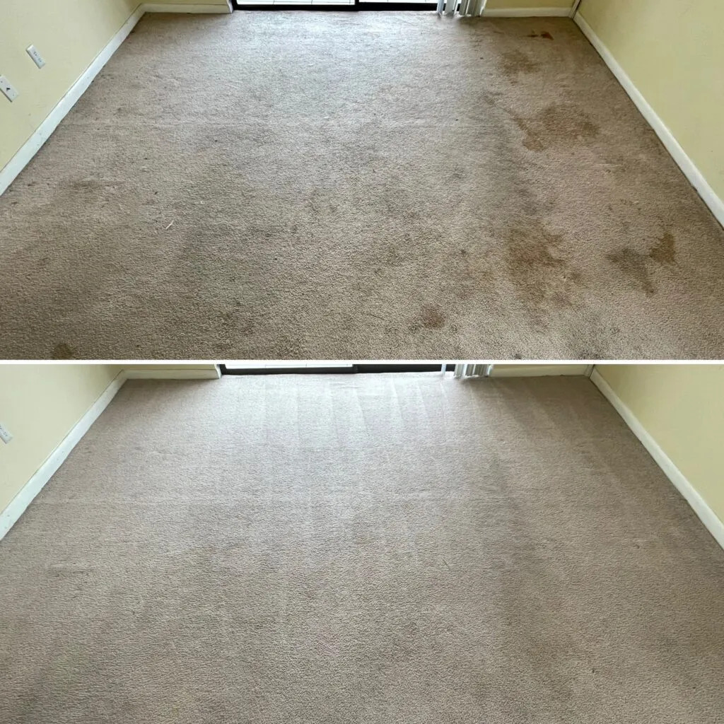 Professional carpet cleaning results