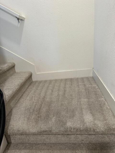 Professional carpet cleaning results