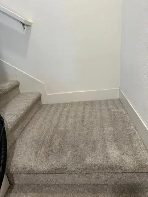 Professional carpet cleaning results