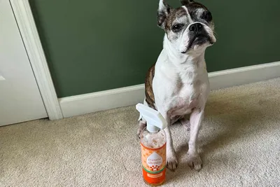 Pet stain and odor removal service